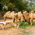 駱駝於羊