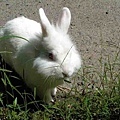 兔ㄘ草