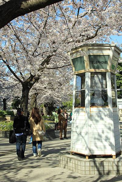 sakura (5)