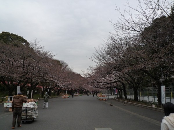 D5_11整體來說 公園只有三分開花吧.jpg