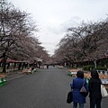 D5_29上野公園還蠻大的.jpg