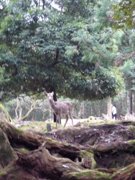 D6_136登山步道內也有鹿棲息.jpg