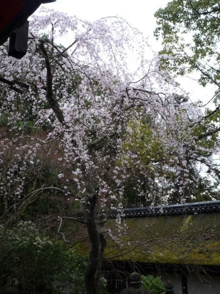 D6_146神社內的櫻花樹.jpg