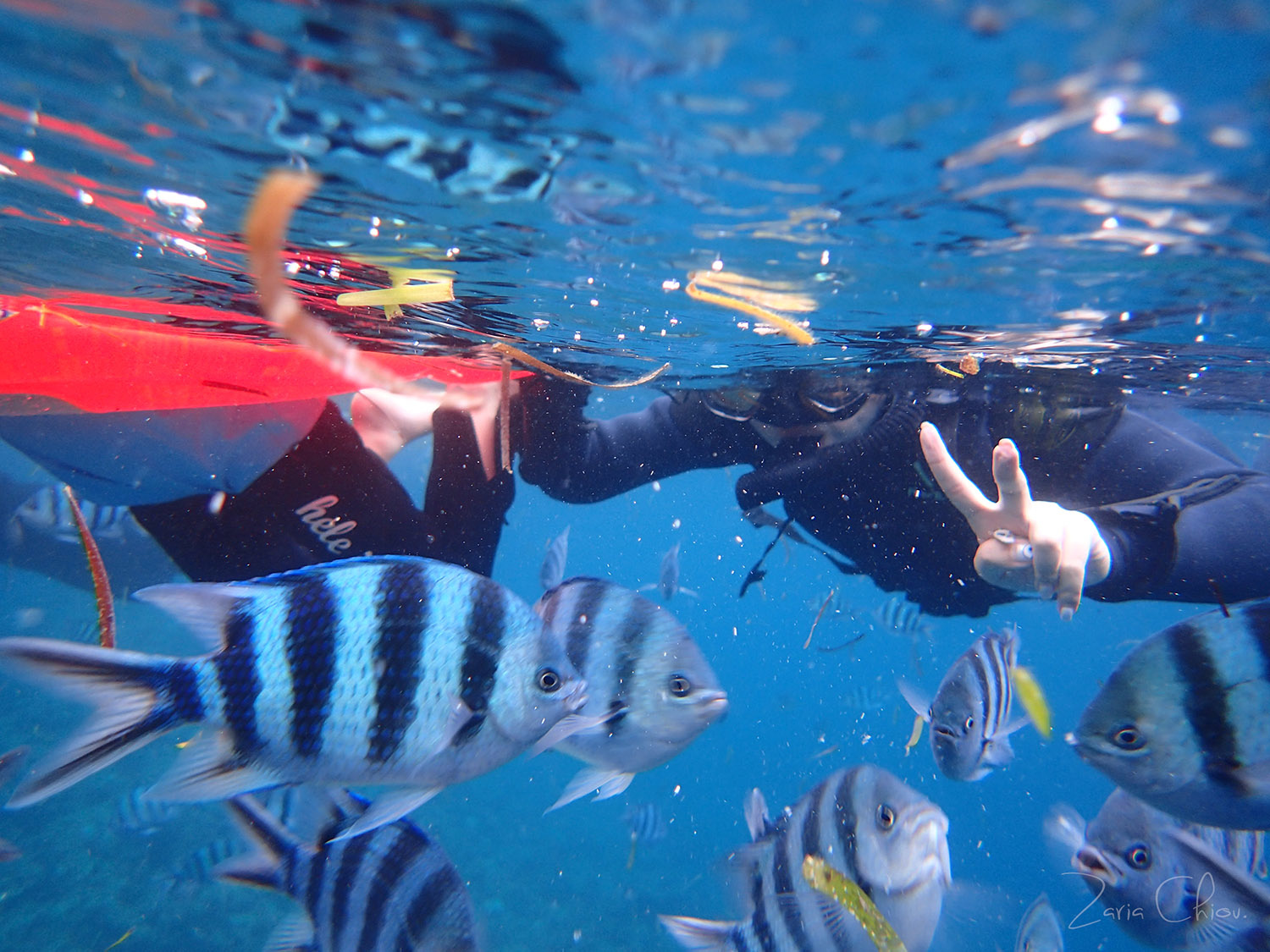 青洞浮潛 外面餵魚