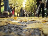 0194613486ec989ed61345abb8034591 Tokyo-外苑前銀杏祭