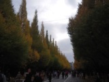 0bc3e08c77918649326eaf1b63c00907 Tokyo-外苑前銀杏祭