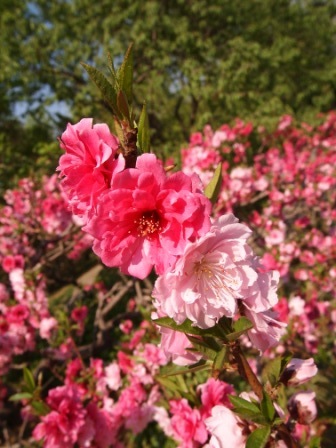 1311478584-f662a6f96efc465a4b51f106a422d3d9 Beijing-北京植物園桃花節(Day2-1)