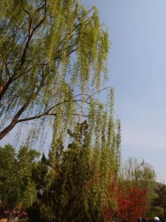 1311478585-4d58da375d8099f170c709613c6a95d0 Beijing-北京植物園桃花節(Day2-1)