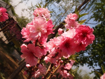 1311478592-e916ec9ad4d0017c6f132f2f44417edf Beijing-北京植物園桃花節(Day2-1)