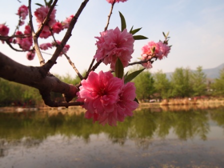 1311478596-24ebb88241d000e93db31945c6961e50 Beijing-北京植物園桃花節(Day2-1)