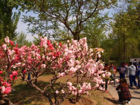 1311478609-5774f8fd15f402c3226e9931f2a53cb2 Beijing-北京植物園桃花節(Day2-1)