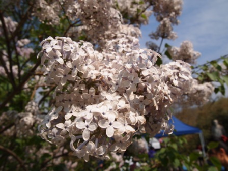 1311478609-b385b01f7daec40ef569529a8575fbc8 Beijing-北京植物園桃花節(Day2-1)