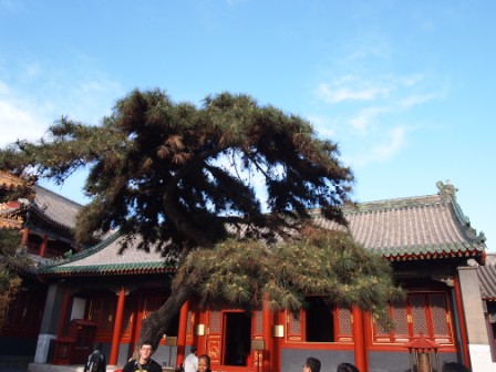 1312892847-cf23b34ba53387d28a4a8c1906d4e047 Beijing-雍和宮(Day 3-5)