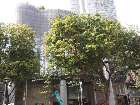 1329234900-2253529670 Singapore-Orchard Road烏節路好好逛