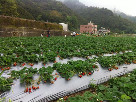 1332932283-505953636 大湖-草莓文化館與採草莓