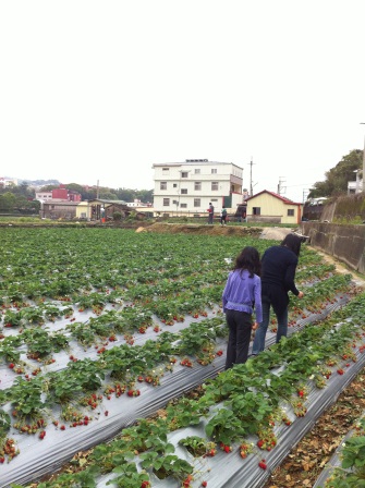 1332932284-2485355429 大湖-草莓文化館與採草莓