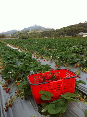 1332932285-2314438030 大湖-草莓文化館與採草莓
