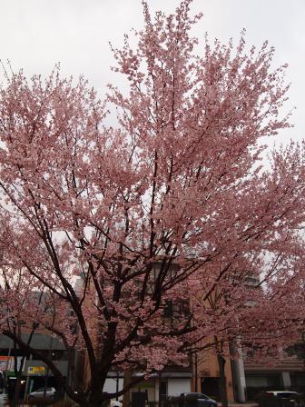 1335699898-1559348057 Sendai-鯛きち 計畫外好吃的鯛魚燒(2012東北秘湯追櫻之旅Day4-4)