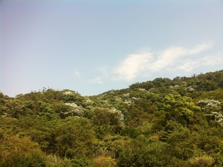 1336794502-2240106005 龍潭-小粗坑賞油桐花