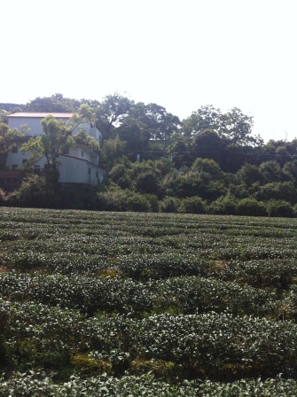 1336794502-3436048258 龍潭-小粗坑賞油桐花