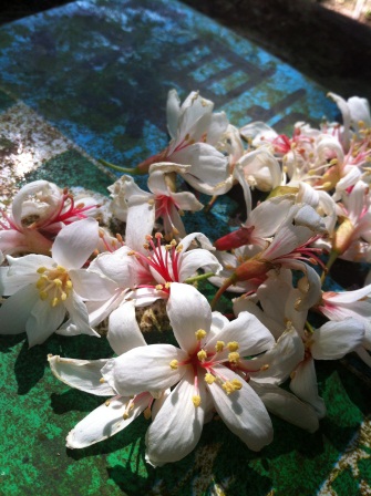 1336794503-3678296799 龍潭-小粗坑賞油桐花