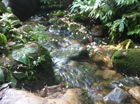 1336794505-2223340752 龍潭-小粗坑賞油桐花