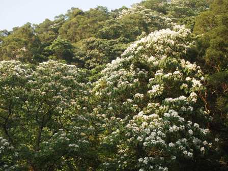 1336794507-3440820530 龍潭-小粗坑賞油桐花