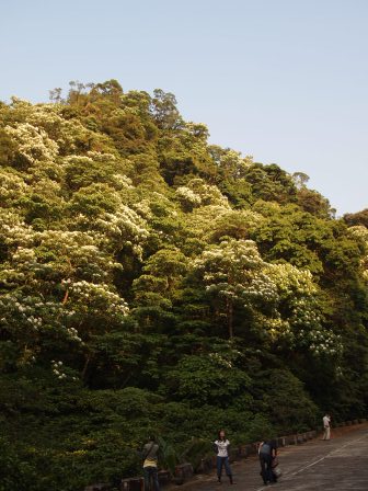 1336794507-3705859736 龍潭-小粗坑賞油桐花