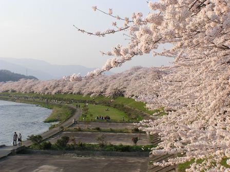 1337437374-2393819591 Kakunodate-檜木內川堤 櫻花"樹"步道(2012東北秘湯追櫻之旅Day2-2)