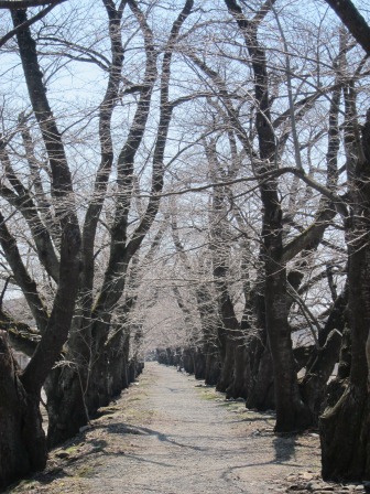 1337437374-4104732128 Kakunodate-檜木內川堤 櫻花"樹"步道(2012東北秘湯追櫻之旅Day2-2)