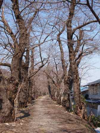 1337437375-2063866488 Kakunodate-檜木內川堤 櫻花"樹"步道(2012東北秘湯追櫻之旅Day2-2)