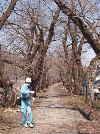 1337437375-733287931 Kakunodate-檜木內川堤 櫻花"樹"步道(2012東北秘湯追櫻之旅Day2-2)