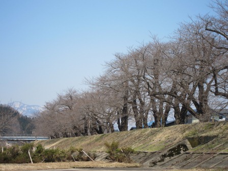 1337437376-4086730728 Kakunodate-檜木內川堤 櫻花"樹"步道(2012東北秘湯追櫻之旅Day2-2)