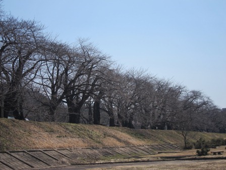 1337437376-622141332 Kakunodate-檜木內川堤 櫻花"樹"步道(2012東北秘湯追櫻之旅Day2-2)