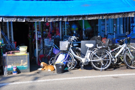 1338091177-3146950560 Kakunodate-小京都角館 武家屋敷散步中(2012東北秘湯追櫻之旅Day2-1)