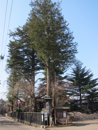 1338091179-2826032812 Kakunodate-小京都角館 武家屋敷散步中(2012東北秘湯追櫻之旅Day2-1)
