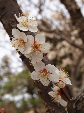 1339039165-906646199 Matsushima-日本三景之松島散步紀錄 瑞嚴寺/五大堂(2012東北秘湯追櫻之旅Day3-3)