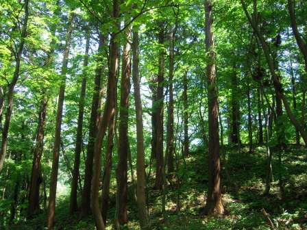 1339231480-4200658526 Tsuruoka-米其林三星景點 2446階的試煉/出羽三山神社的修行/國寶五重塔