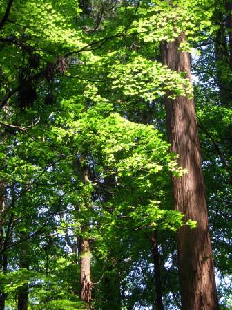 1339231548-2396799907 Tsuruoka-米其林三星景點 2446階的試煉/出羽三山神社的修行/國寶五重塔