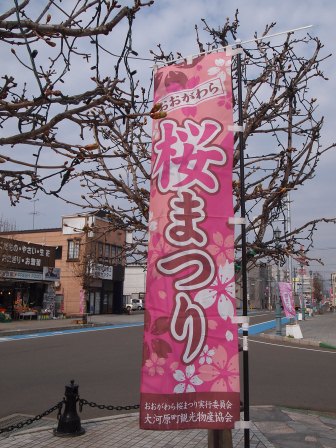 1340282603-1075543462 Ogawara-一目千本櫻 白石川堤賞花苞....殘念(2012東北秘湯追櫻之旅Day4-1)