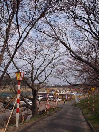 1340282604-2031754103 Ogawara-一目千本櫻 白石川堤賞花苞....殘念(2012東北秘湯追櫻之旅Day4-1)