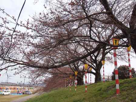 1340282605-2701978418 Ogawara-一目千本櫻 白石川堤賞花苞....殘念(2012東北秘湯追櫻之旅Day4-1)
