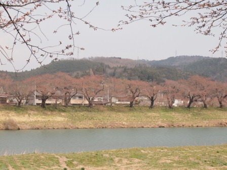 1340282608-4269212199 Ogawara-一目千本櫻 白石川堤賞花苞....殘念(2012東北秘湯追櫻之旅Day4-1)