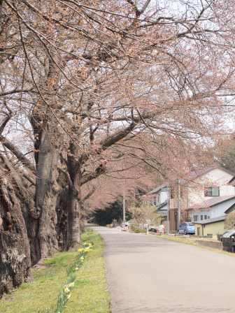 1340282608-670188704 Ogawara-一目千本櫻 白石川堤賞花苞....殘念(2012東北秘湯追櫻之旅Day4-1)