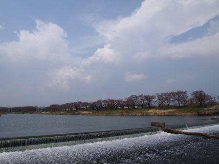 1340282609-3509928951 Ogawara-一目千本櫻 白石川堤賞花苞....殘念(2012東北秘湯追櫻之旅Day4-1)