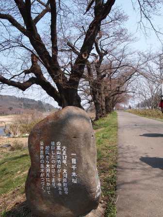 1340282610-1460256884 Ogawara-一目千本櫻 白石川堤賞花苞....殘念(2012東北秘湯追櫻之旅Day4-1)