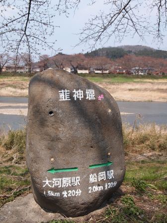 1340282611-3352413742 Ogawara-一目千本櫻 白石川堤賞花苞....殘念(2012東北秘湯追櫻之旅Day4-1)