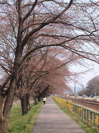 1340282611-574129200 Ogawara-一目千本櫻 白石川堤賞花苞....殘念(2012東北秘湯追櫻之旅Day4-1)