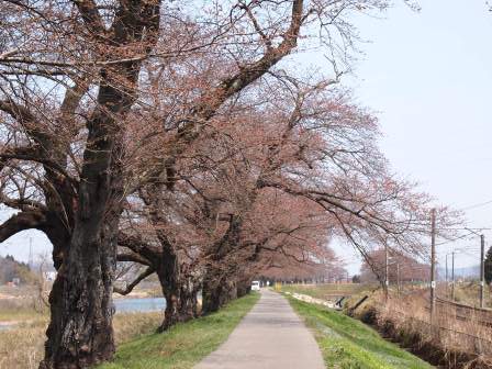 1340282611-76967263 Ogawara-一目千本櫻 白石川堤賞花苞....殘念(2012東北秘湯追櫻之旅Day4-1)
