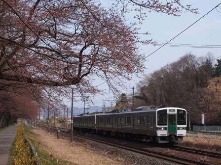 1340282612-1998237518 Ogawara-一目千本櫻 白石川堤賞花苞....殘念(2012東北秘湯追櫻之旅Day4-1)